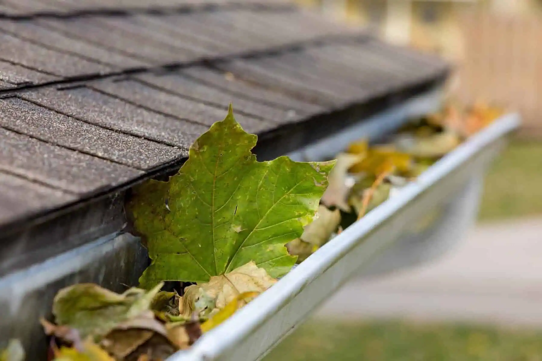 Leaves cluttering edge of a commercial flat roof shingles.