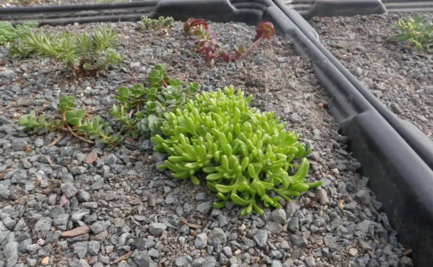 Green succulent surrounded by gravel near black edging sunlit, enhancing commercial roof garden.